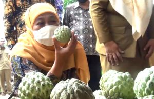 Cek Manfaat Srikaya, Buah Favorit Gubernur Jatim