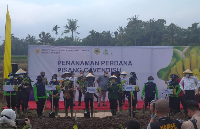 Bupati Bondowoso, Bupati Salwa Arifin, Produksi Holtikultura Penanaman perdana pisang Cavendish, Desa Maskuning Kulon, Kecamatan Pujer Bondowoso, Bondowoso, Berita Bondowoso,