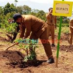 Penanaman bibit kelengkeng di Jember