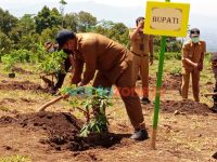 Penanaman bibit kelengkeng di Jember