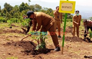 Hijaukan Kembali Puncak Rembangan, Pemkab Jember Tanam Bibit Klengkeng di Lahan 2,8 Hektar
