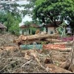 Kasus Penebangan Kayu Aset Milik Negara di Bondowoso Berbuntut Panjang