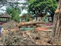Kasus Penebangan Kayu Aset Milik Negara di Bondowoso Berbuntut Panjang