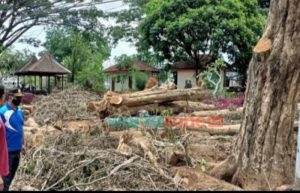 Kasus Penebangan Kayu Aset Milik Negara di Bondowoso Berbuntut Panjang