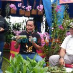 Bunga anggrek