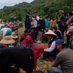 Hadiri Panen Raya Bawang Merah di Basoka, Bupati Sumenep Berbaur dengan Petani