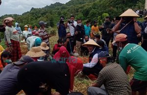 Hadiri Panen Raya Bawang Merah di Basoka, Bupati Sumenep Berbaur dengan Petani
