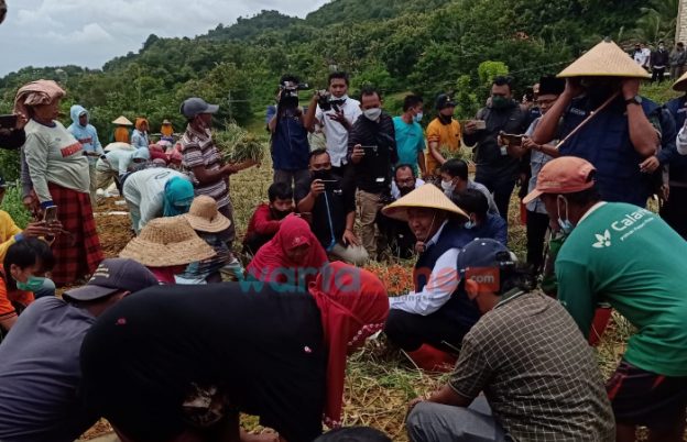 Hadiri Panen Raya Bawang Merah di Basoka, Bupati Sumenep Berbaur dengan Petani