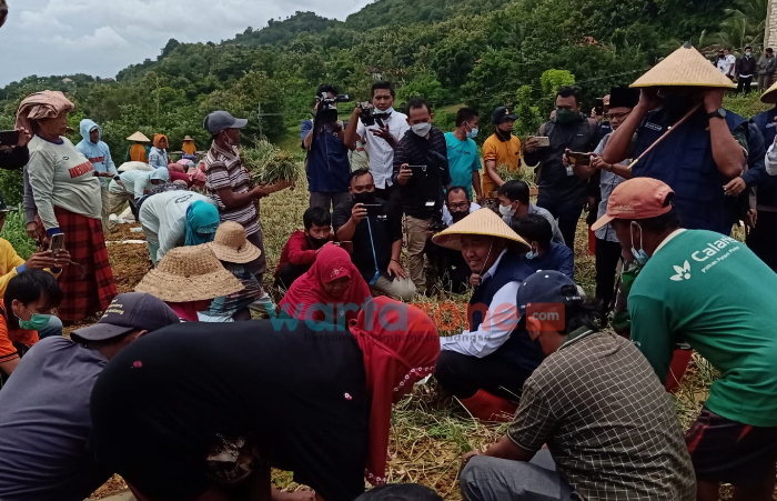 Hadiri Panen Raya Bawang Merah di Basoka, Bupati Sumenep Berbaur dengan Petani