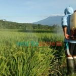 Petani di Jember Was-Was Tak Bisa Panen, Ada Serangan Hama Wereng Batang Coklat