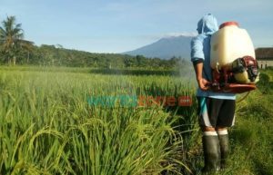 Petani di Jember Was-Was Tak Bisa Panen, Ada Serangan Hama Wereng Batang Coklat