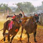 Populasi Sapi di Pulau Sapudi Lebih Besar dari Jumlah Penduduk
