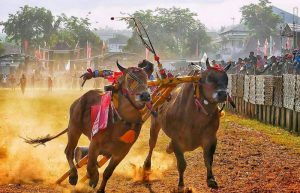 Populasi Sapi di Pulau Sapudi Lebih Besar dari Jumlah Penduduk