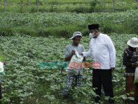 Berhenti di Pinggir Jalan, Bupati Sumenep Temui Petani Berikan Beras dan Amplop saat Safari Ramadan