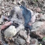 Foto: Jenazah Mister X saat ditemukan seorang warga di perbukitan lereng Gunung Argopuro, Kecamatan Panti, Sabtu (9/4/2022).