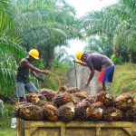Mengintip Perusahaan Kelapa Sawit Terbesar di Indonesia dan Turunannya