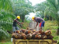 Mengintip Perusahaan Kelapa Sawit Terbesar di Indonesia dan Turunannya