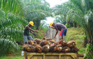 Mengintip Perusahaan Kelapa Sawit Terbesar di Indonesia dan Turunannya