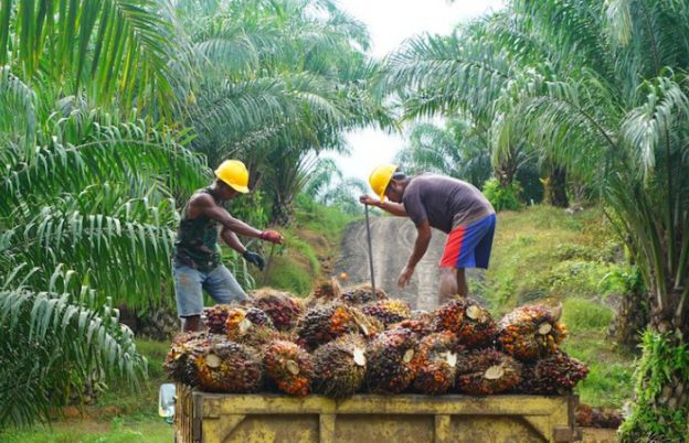 Mengintip Perusahaan Kelapa Sawit Terbesar di Indonesia dan Turunannya