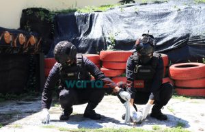 Tim Jibom Polda Jatim Musnahkan 31 Kg Bahan Petasan di Jember