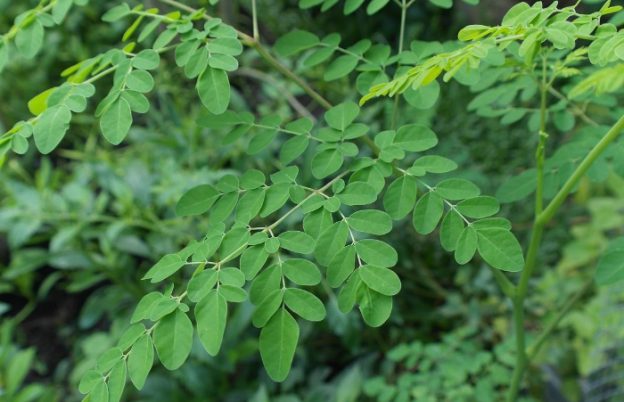 Berikut Sederet Khasiat Mengonsumsi Daun Kelor, Kecil-kecil Kaya Manfaat