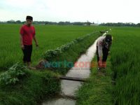 Remaja 16 Tahun di Jember Tersambar Petir di Tengah Sawah