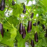 Terung, Salah Satu Jenis Sayur yang Memiliki Khasiat Untuk Jantung