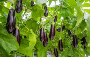 Terung, Salah Satu Jenis Sayur yang Memiliki Khasiat Untuk Jantung