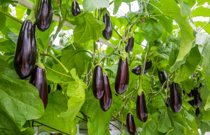 Terung, Salah Satu Jenis Sayur yang Memiliki Khasiat Untuk Jantung