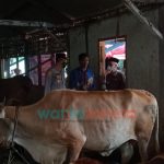 Bupati Bondowoso Siapkan 6.000 Dosis Vaksin PMK Jelang Idul Adha
