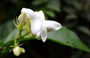 Suka Bunga Melati? Berikut Cara Menanamnya Agar Lebat di Halaman