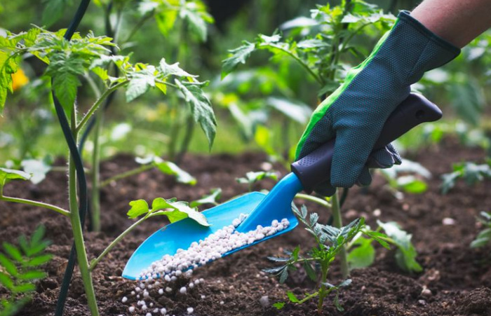 Ternyata Ini Manfaat Pupuk NPK yang Disalurkan Gratis Oleh Pemkab Sumenep kepada Petani