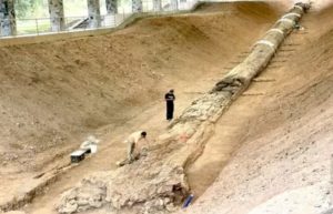 Fosil Pohon 120 Ribu Tahun Ditemukan di Thailand