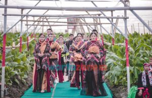 Turut Meriahkan Festival JKCI, Peragaan Busana Pertama Kalinya Digelar di Kebun Tembakau