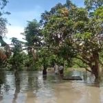 Foto: Puluhan hektar pertanian di Jember rusak akibat luapan sungai yang melintasi empat desa di wilayah Kecamatan Jombang, Kabupaten Jember.