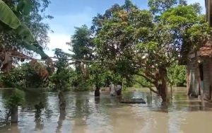 Banjir di Jember Rusak Puluhan Hektare Tiga Komoditas Pertanian Warga