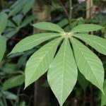 Manfaat Daun Singkong, Salah Satunya Bisa Mengobati Luka