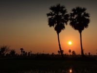 Zikir Daun Siwalan