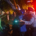 Pohon Tumbang Timpa Mobil dan Motor di Jember, Satu Orang Meninggal dan 4 Lainnya Dilarikan ke Rumah Sakit