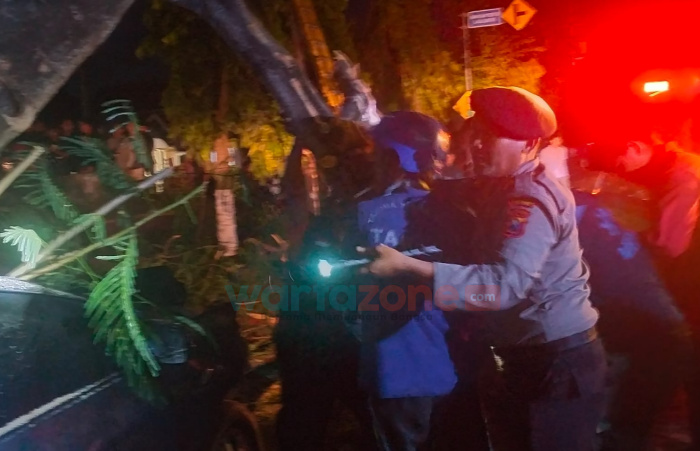 Pohon Tumbang Timpa Mobil dan Motor di Jember, Satu Orang Meninggal dan 4 Lainnya Dilarikan ke Rumah Sakit