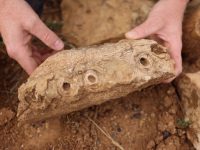 Tim Ahli Paleontologi Kembali Temukan Fosil Purba dari Zaman Cretaceous