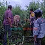 Berkat Drone, Polisi di Jember Temukan Dua Ekor Sapi Curian di Kebun Tebu