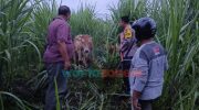 Berkat Drone, Polisi di Jember Temukan Dua Ekor Sapi Curian di Kebun Tebu