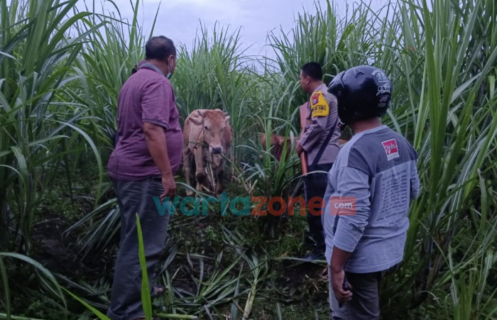 Berkat Drone, Polisi di Jember Temukan Dua Ekor Sapi Curian di Kebun Tebu