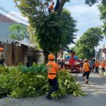 Pemkab Jember Lakukan Pemaprasan Pohon, Jalan Sepanjang 2 KM Tutup Total