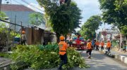 Pemkab Jember Lakukan Pemaprasan Pohon, Jalan Sepanjang 2 KM Tutup Total