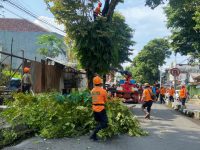 Pemkab Jember Lakukan Pemaprasan Pohon, Jalan Sepanjang 2 KM Tutup Total