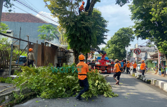 Pemkab Jember Lakukan Pemaprasan Pohon, Jalan Sepanjang 2 KM Tutup Total