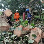 Ratusan Pohon di Jember Rawan Tumbang, Tersebar di Tiga Kecamatan Wilayah Kota