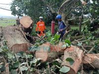 Ratusan Pohon di Jember Rawan Tumbang, Tersebar di Tiga Kecamatan Wilayah Kota